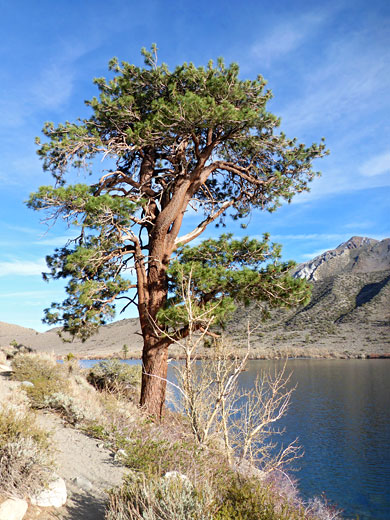 Isolated pine, north shore of Convict Lake