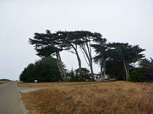 Cypress trees beside the lightkeeper residences
