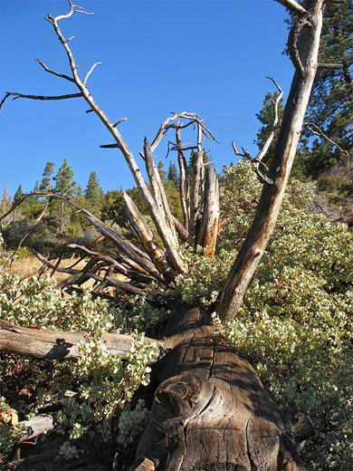 Manzanita bush over a fallen pine tree