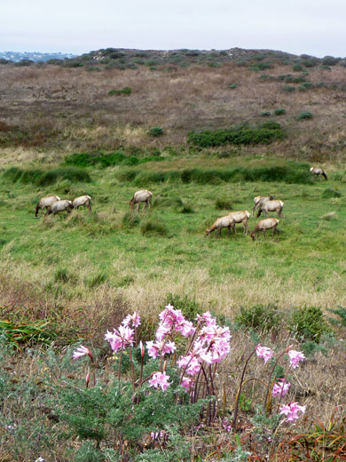 Elk and belladonna lilies