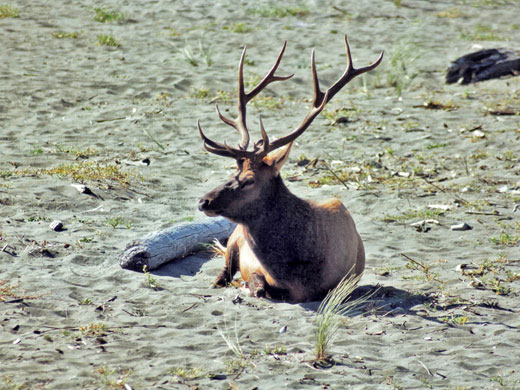 Bull elk on Gold Bluffs Beach