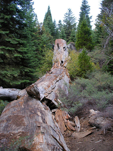 Old sequoia trunk near the Sawed Tree