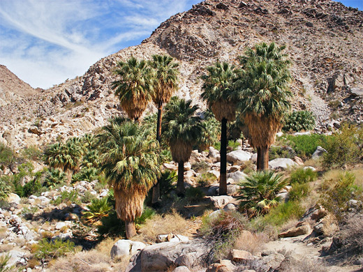 Group of California fan palm trees