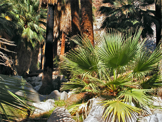 Young palm tree at Fortynine Palms Oasis