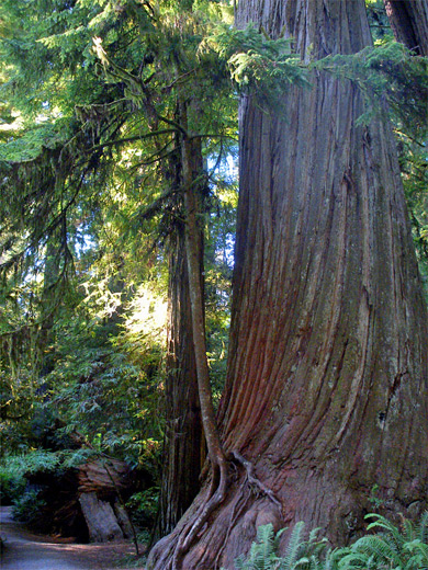 Giant redwood, Hatton Trail