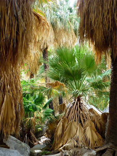 Palms in Hellhole Canyon