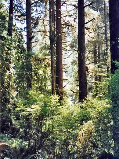 Sunny trees along the James Irvine Trail
