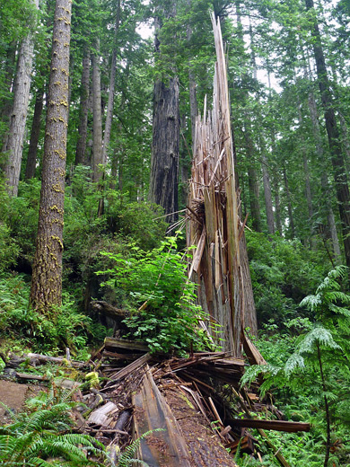 Splintered redwood, James Irvine Trail