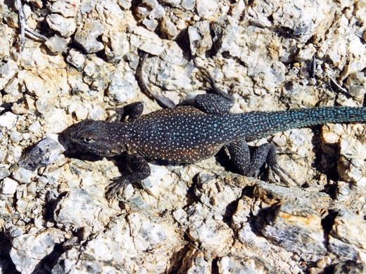 Photographs of Joshua Tree National Park