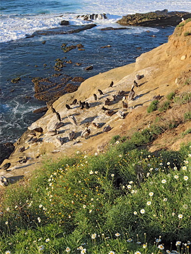 Birds and daisies, south of Shell Beach