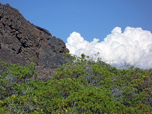 White cloud above green bushes and black lava