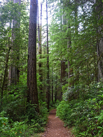 Narrowing path through the old growth redwood forest