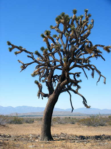 A lone Joshua tree