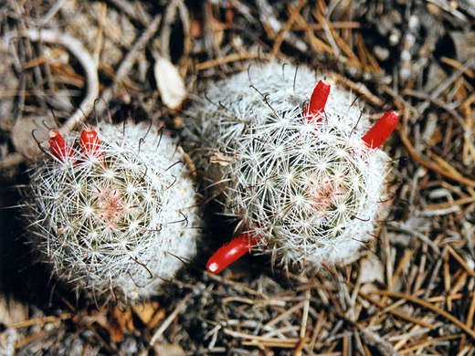 Common fishhook cactus, mammillaria tetrancistra