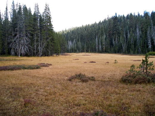 Mono Meadow, Glacier Point Road