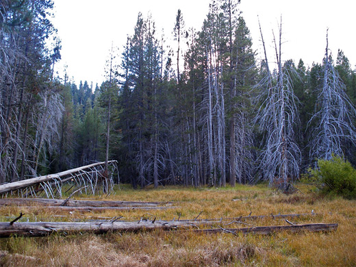 Trees beside the north edge of Mono Meadow