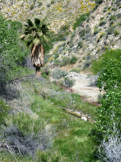 The southernmost palm in Big Morongo Canyon