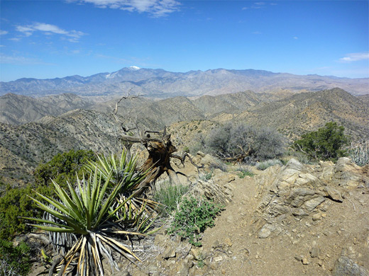Mojave yucca at Morongo View