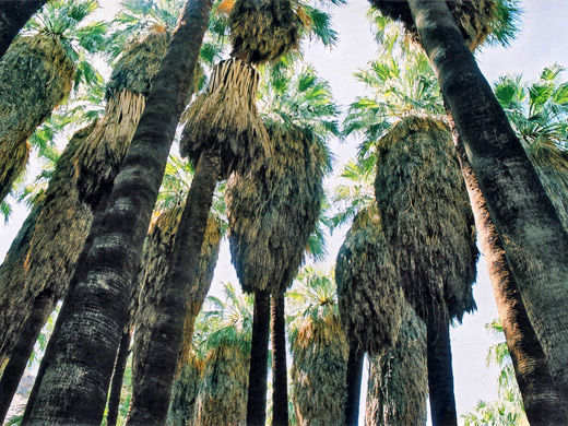 Tall palms