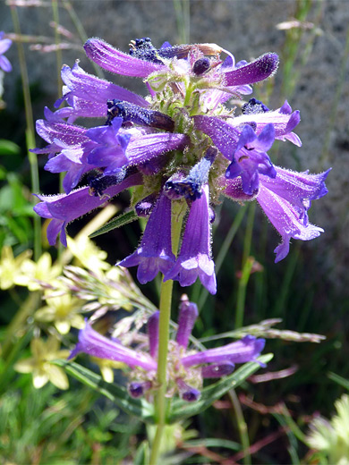 Sierra Penstemon; Blue-purple flowers of Sierra penstemon, Glen Alpine Trail, Lake Tahoe, California