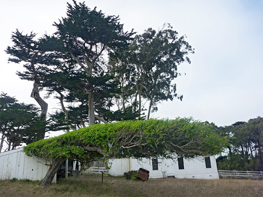 Cypress and eucalyptus trees at Pierce Point Ranch