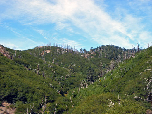 Densely wooded hills south of Limantour Road