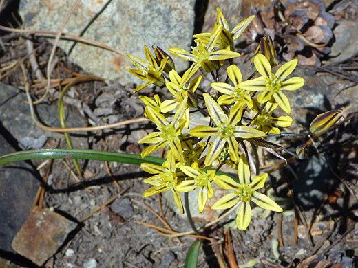 Pretty Face; Pretty face, or golden brodiaea - triteleia ixioides var anilina, Glen Alpine Trail, Lake Tahoe, California