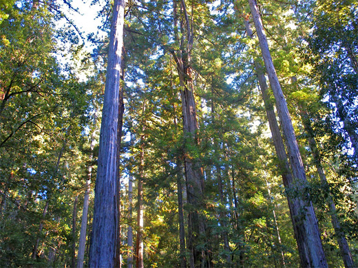 Sunlight and redwood trees