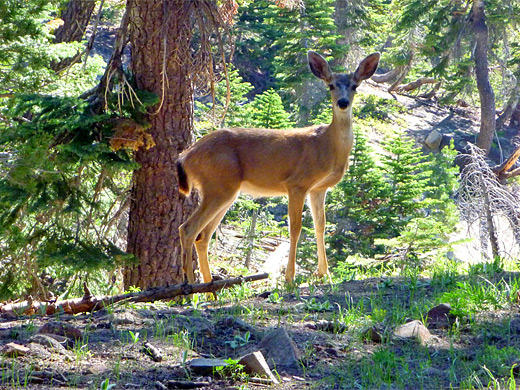 Mule deer, Ridge Lakes Trail