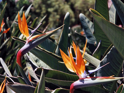 Bird of Paradise; Bird of paradise flowers (strelitzia reginae), at Mission San Juan Capistrano, California