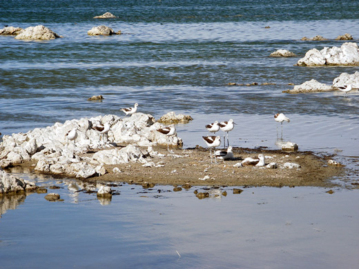 Sandpipers on the tufa of Mono Lake