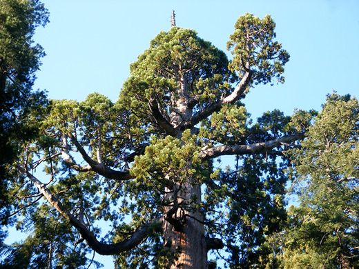 Top of a giant sequoia, along the North Grove Trail