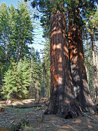 Pair of sequoia trees, Dead Giant Trail