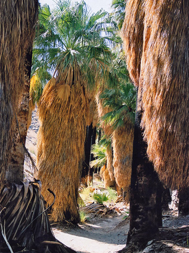 Sunlit passage in Palm Canyon