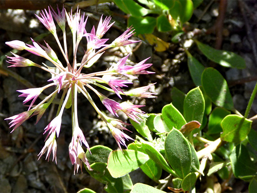 Sierra Onion; Delicate flower of the Sierra onion, Glen Alpine Trail, Lake Tahoe, California