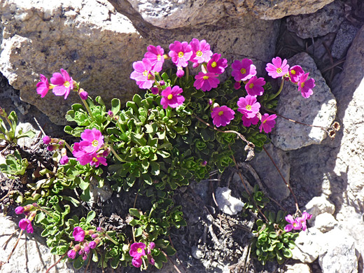Sierra Primrose; Sierra primrose flowers (primula suffrutescens) - near Kearsarge Pass, Sierra Nevada, California