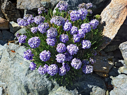 Sky Pilot; Pale purple clusters of sky pilot flowers (polemonium eximium), Kearsage Pass, Sierra Nevada, California