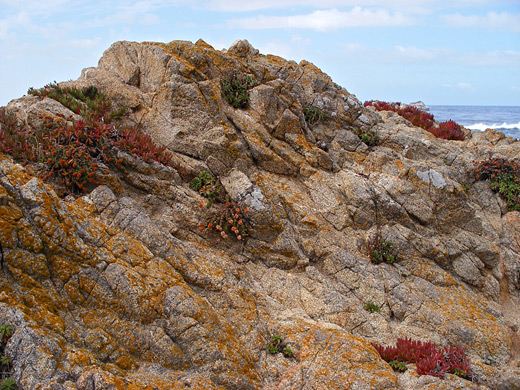 Lichen and ice plants on the summit of Whale Peak
