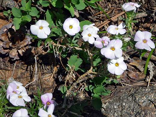 Spreading Phlox; Pale pink flowers of phlox diffusa (spreading phlox), Glen Alpine Trail, Lake Tahoe, California