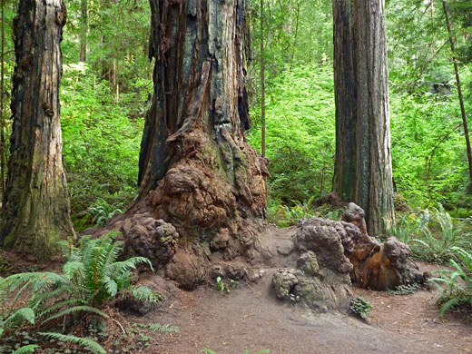 Burls at the base of a giant redwood
