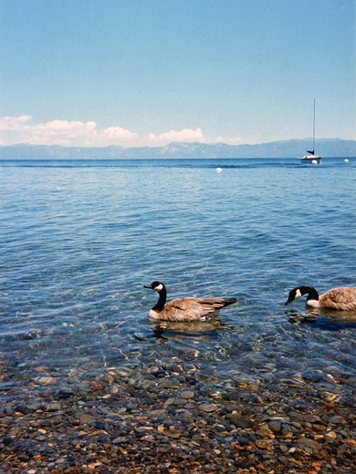 Ducks enjoying Lake Tahoe