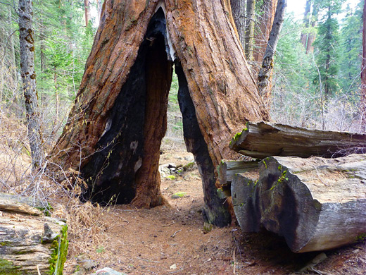 Path through a hollow sequoia - the Wishbone Tree