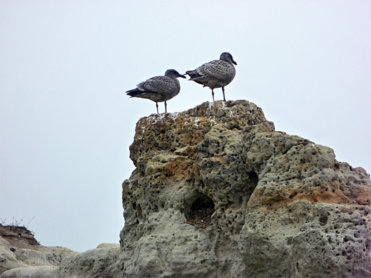 Two seagulls, Mendocino Headlands