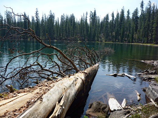 Fallen tree in Upper Twin Lake