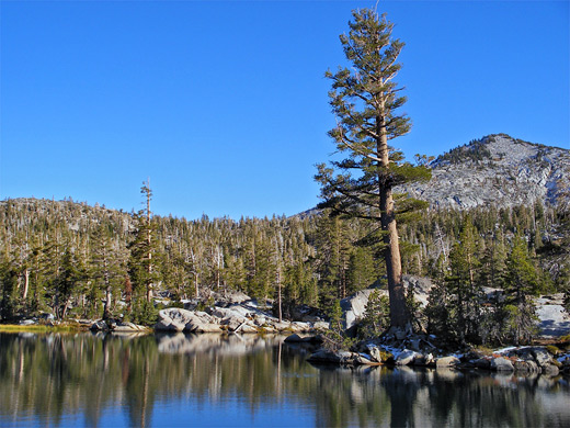 Tall pine tree next to Upper Velma Lake