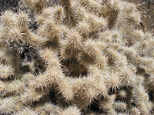 White-spined cholla near Indian Cove campground