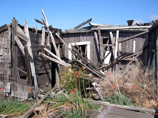 Collapsed wooden building, south of Sea Lion Gulch