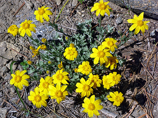Woolly Sunflower; Bright yellow flowers - eriophyllum lanatum along the Glen Alpine Trail, Lake Tahoe, California