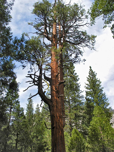 Ancient cedar tree