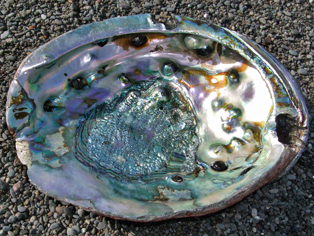Abalone shell